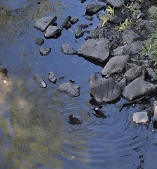 Lophodytes cucullatus