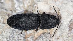 Lacon punctatus