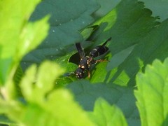 Parancistrocerus histrio