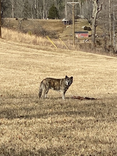 Domestic Dog photographed in Virginia