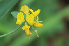 Lotus corniculatus corniculatus