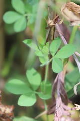 Lotus corniculatus corniculatus