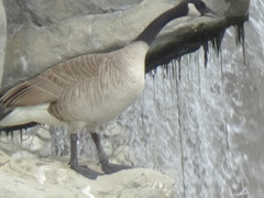 Branta canadensis