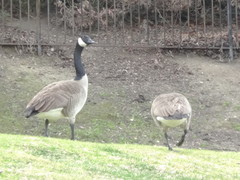 Branta canadensis