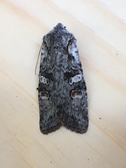 Lithophane pertorrida