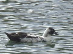 Anas platyrhynchos domesticus