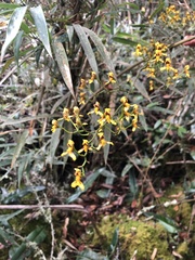 Cyrtochilum densiflorum