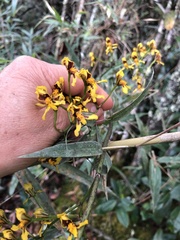 Cyrtochilum densiflorum
