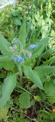 Borago officinalis