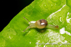 Helicarion perfragilis