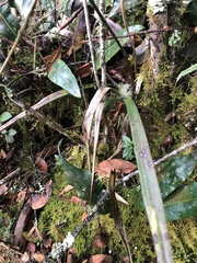 Cyrtochilum densiflorum