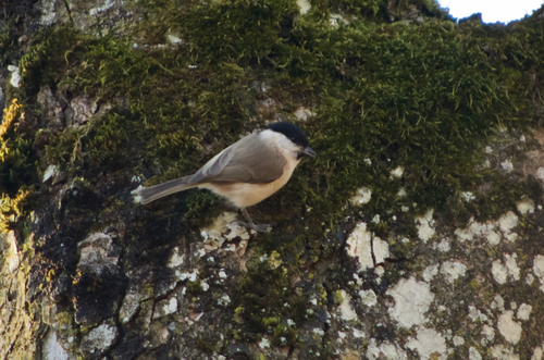 Carbonero palustre (Poecile palustris)