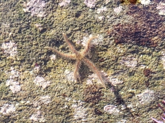 Ophiothrix spiculata image