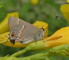 Electrostrymon endymion