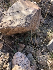 Myriopteris wrightii