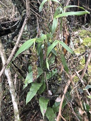 Orchidaceae