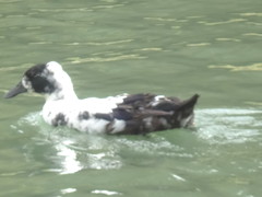 Anas platyrhynchos domesticus