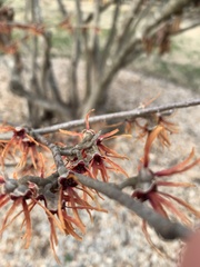 Hamamelis japonica