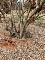Hamamelis japonica