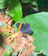 Panara soana