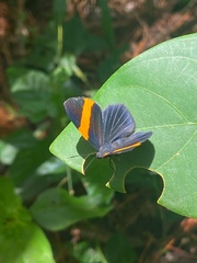 Panara soana