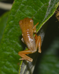 Cophomantinae