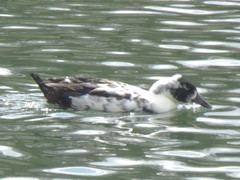 Anas platyrhynchos domesticus