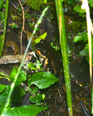 Hylodes meridionalis