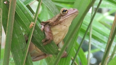 Trachycephalus mesophaeus