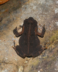 Rhinella henseli