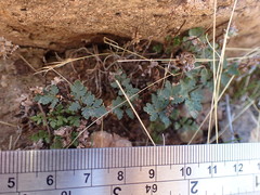 Myriopteris wrightii