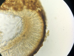 Bryoplaca sinapisperma