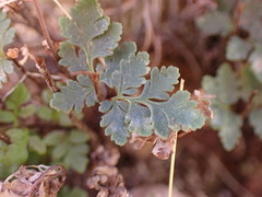 Myriopteris wrightii