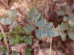Myriopteris wrightii