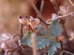 Myriopteris wrightii
