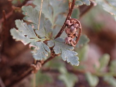 Myriopteris wrightii