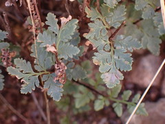 Myriopteris wrightii