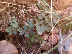 Myriopteris wrightii
