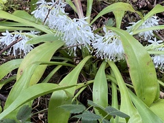 Ypsilandra thibetica