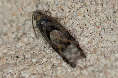 Pseudexentera hodsoni