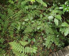 Hypolepis sparsisora