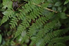 Hypolepis sparsisora