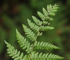 Hypolepis sparsisora