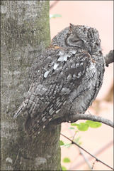 Otus senegalensis