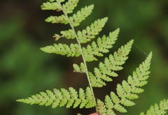 Hypolepis sparsisora