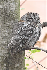 Otus senegalensis