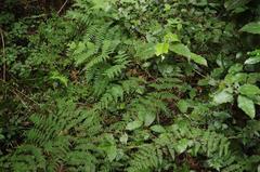 Hypolepis sparsisora