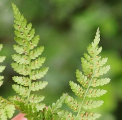 Hypolepis sparsisora