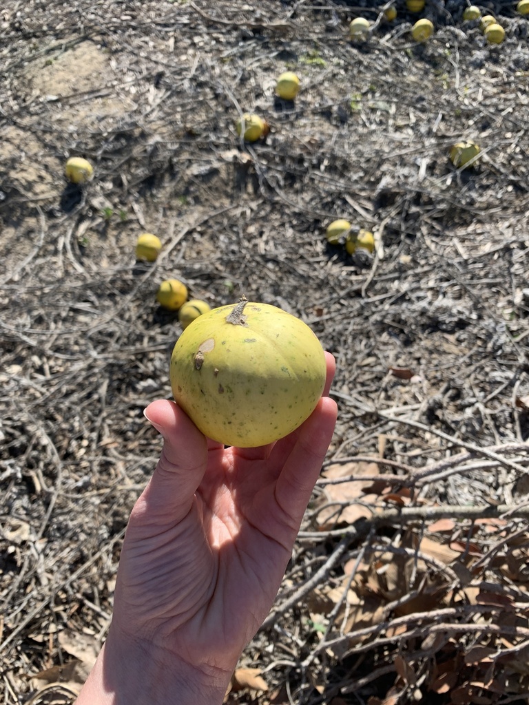 gourds from Gardena Ave, San Diego, CA, US on February 28, 2021 at 02: ...