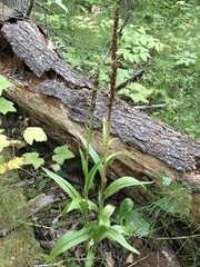 Platanthera huronensis